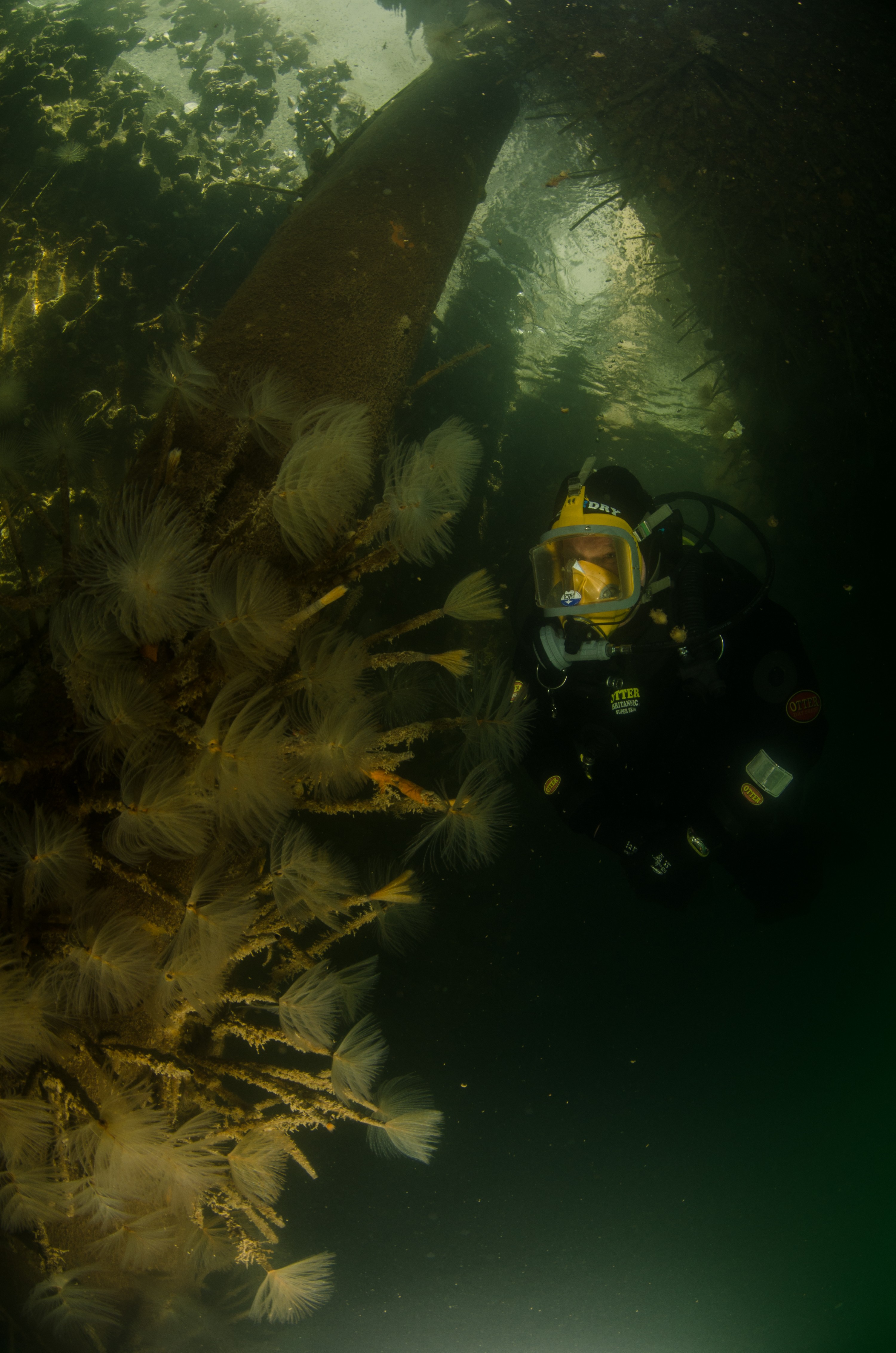 DSC_2965 – Mediterranean, fanworm, Sabella, spallanzanii, marine, pest, Auckland, underwater, crispin, nz, new, zealand, new zealand, fan, worm, marine, pest, invasive, Biosecurity